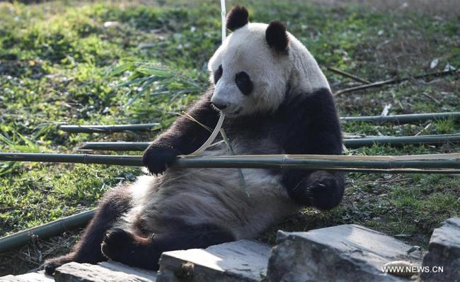 中国大熊猫启程赴芬兰 China's giant pandas leave for Finland