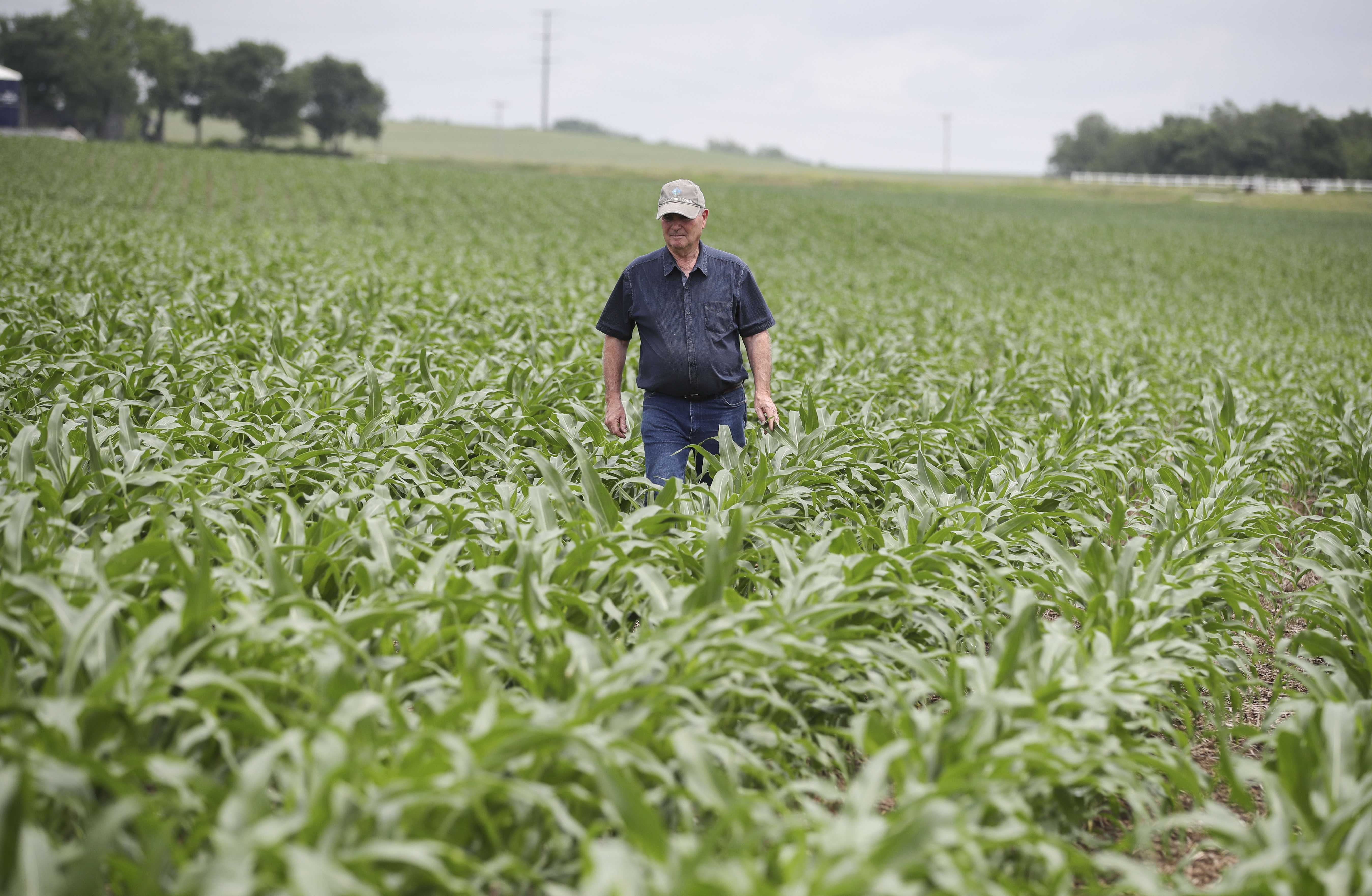 File Photo: Farm owner Bill Pellett inspects his corn field in his family farm in Atlantic, a small city in the Midwestern state of Iowa, the United States. (Xinhua/Wang Ying)