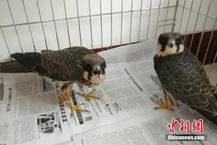 图为救助的游隼。(资料图)