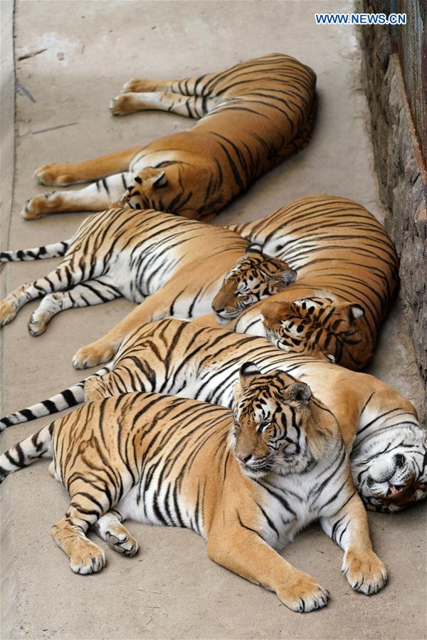 CHINA-HEILONGJIANG-HAILIN-SIBERIAN TIGERS-MIDSUMMER (CN)