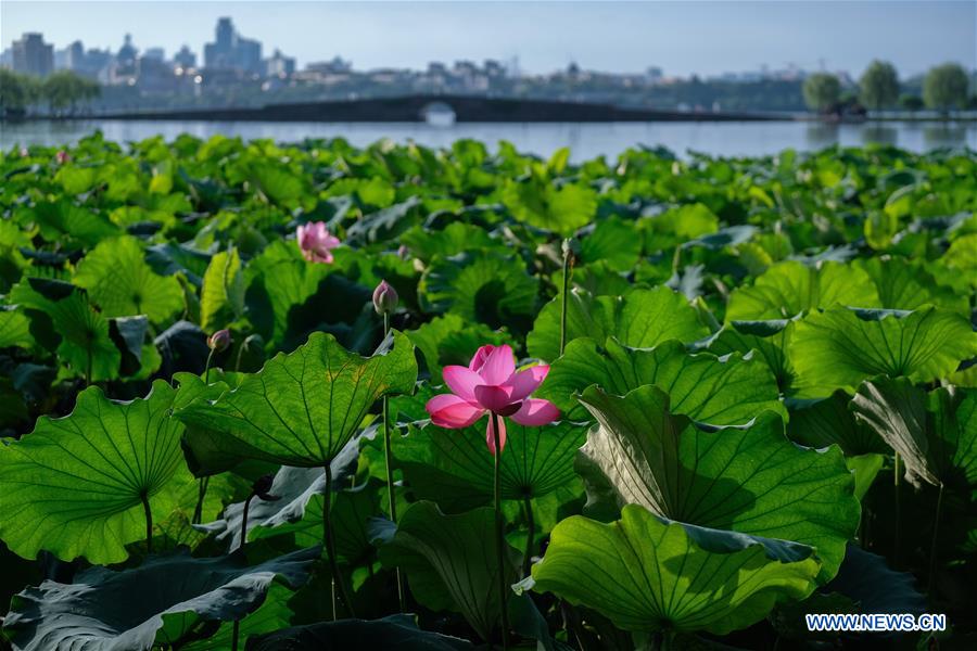 (ZhejiangPictorial) CHINA-ZHEJIANG-HANGZHOU-WEST LAKE-SUMMER (CN)