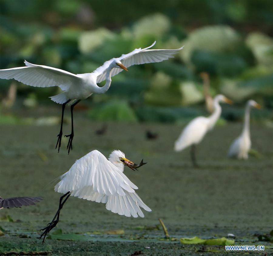 #CHINA-JIANGSU-EGRET (CN)