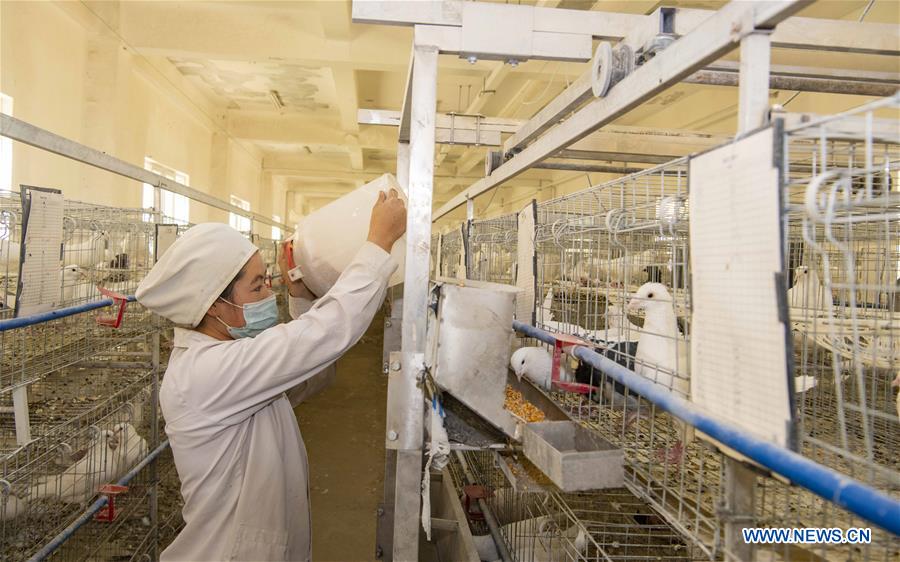 CHINA-XINJIANG-HOTAN-ANIMAL HUSBANDRY (CN)