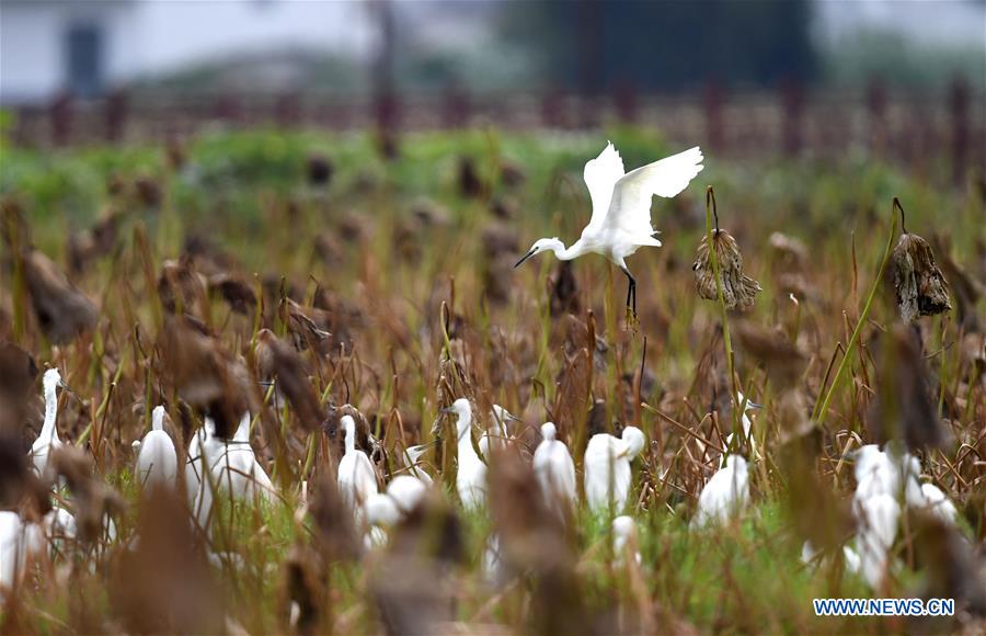 #CHINA-GUANGXI-LIUZHOU-EGRETS (CN)