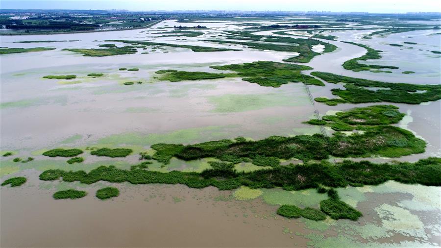 Central China's Wuhan to run for int'l wetland city