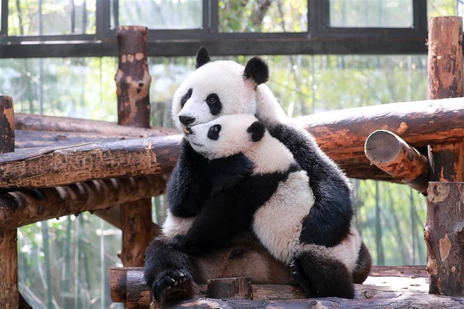Boy panda is a handful, from tiny cub to 'little fatty'