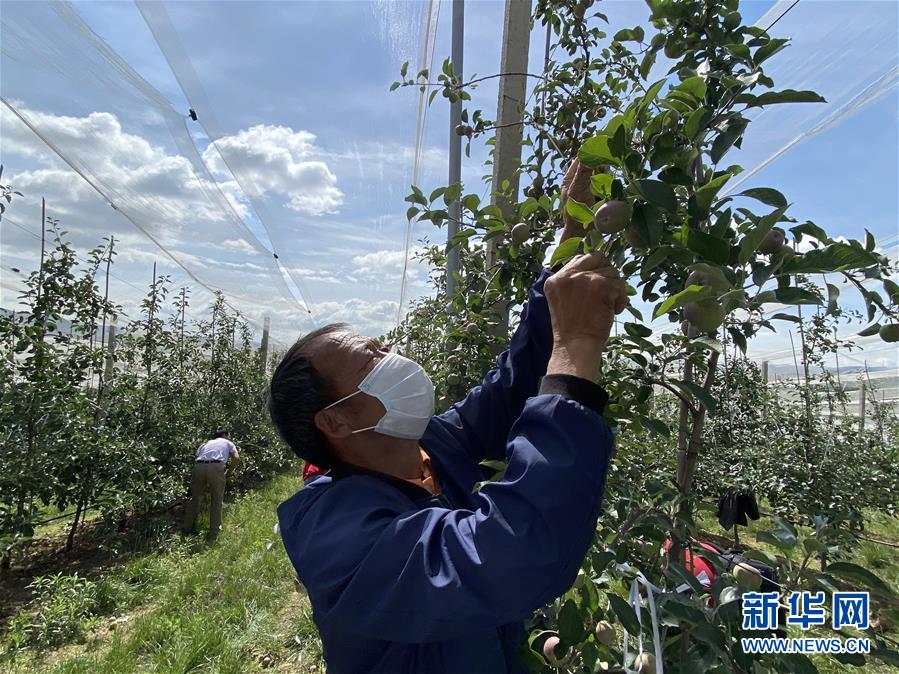 （决战决胜脱贫攻坚·图文互动）（2）高原红了，日子好了——贵州海拔最高县发展苹果产业见闻