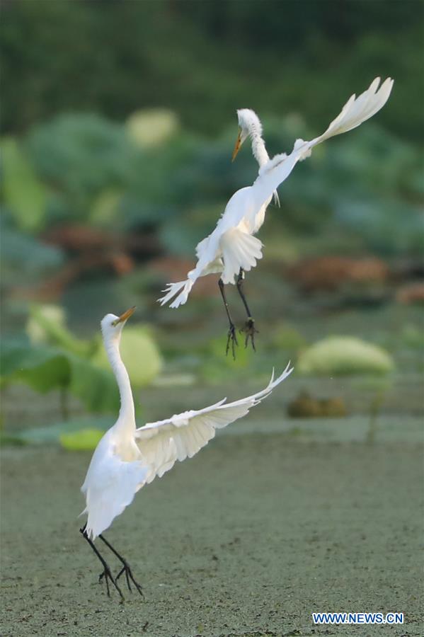#CHINA-JIANGSU-EGRET (CN)