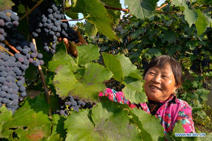 CHINA-INNER MONGOLIA-CHIFENG-GRAPE-INDUSTRY (CN)