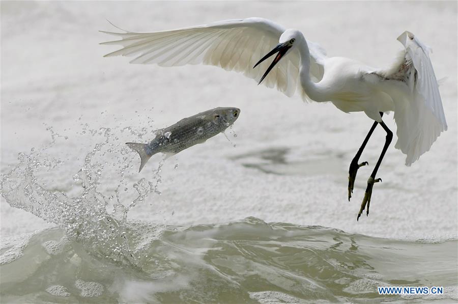 CHINA-FUJIAN-XIAMEN-EGRET