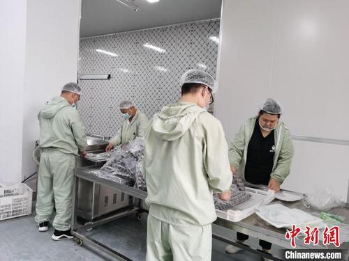 中国侨网工作人员身穿工作服，对当天采摘的杨梅进行精挑细选。 舒旭影 摄