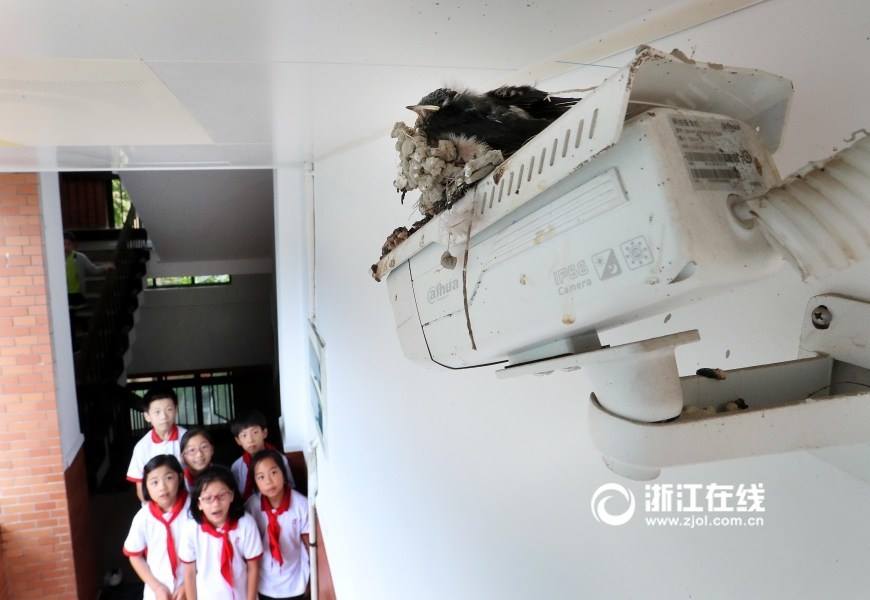 燕子监控器上做窝 Swallows nest on school's surveillance camera